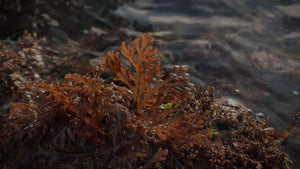 PEPPER DULSE BY FIONA BIRD