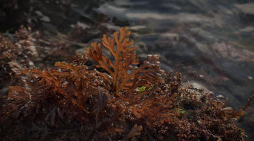 PEPPER DULSE BY FIONA BIRD